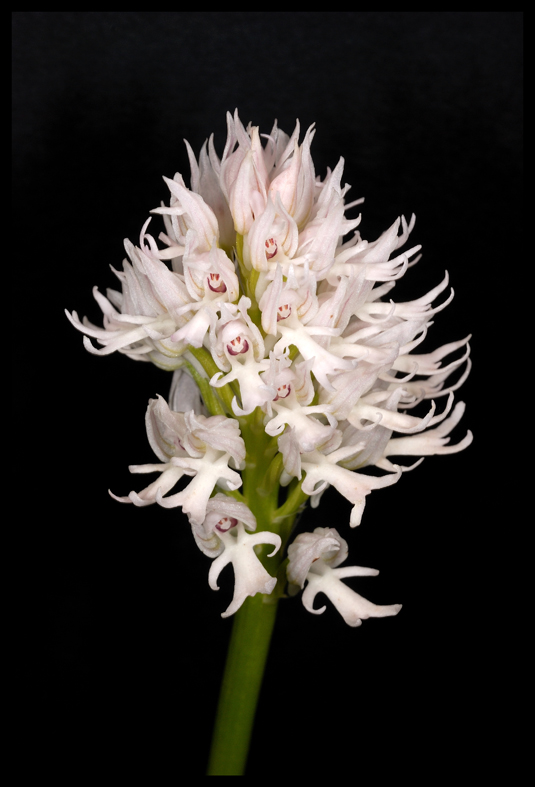 Orchidee su sfondo nero